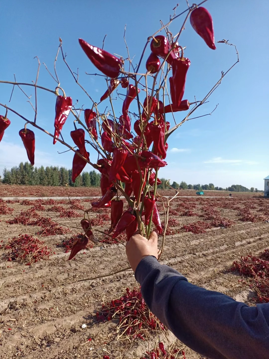 dried hot chilies Read More About dried hot chilies