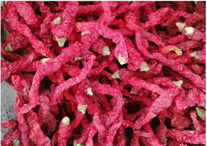 The origin of chili peppers The origin of chili peppers