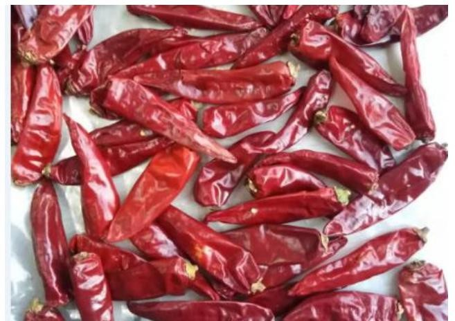 The origin of chili peppers The origin of chili peppers